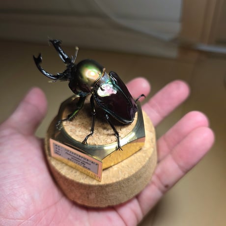 【HYOHON-球(kyu)-】ニジイロクワガタ♂(ピカール)-Phalacrognathus muelleri-
