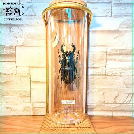 【本物】タラバガニ　標本 木製フレーム入り 大きめ 樹脂製額縁 ZEROフレーム GA-01 A4サイズ ナチュラル - ハクバ