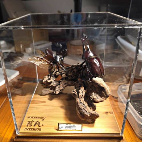 苔丸インテリア(公式ネットショップ)