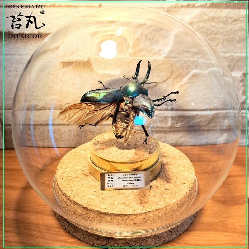 標本 キクロマトス等9頭セット ブリード品 【公式通販】