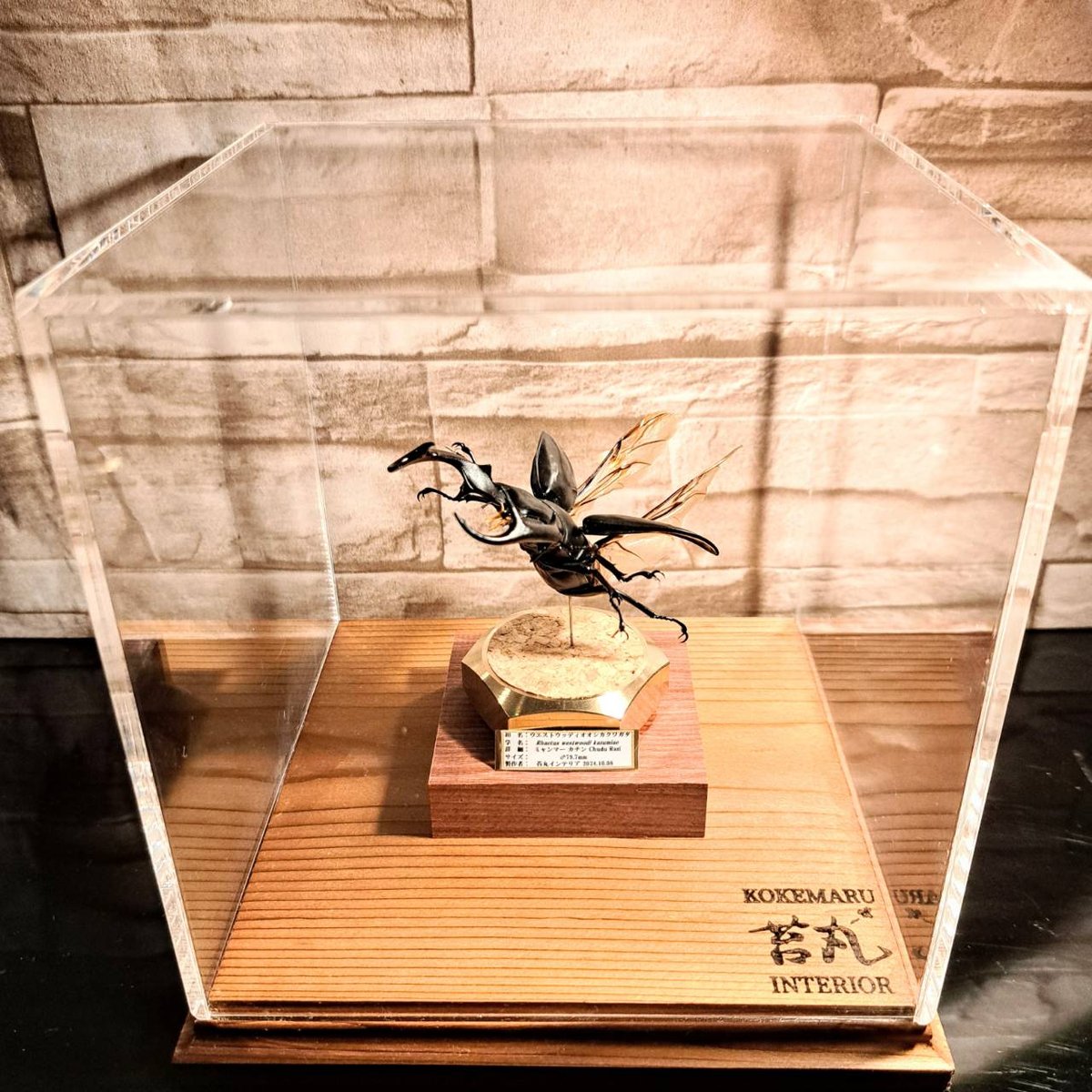 大型標本展示用ショーケース】200×200×210 ※アクリル製ケース