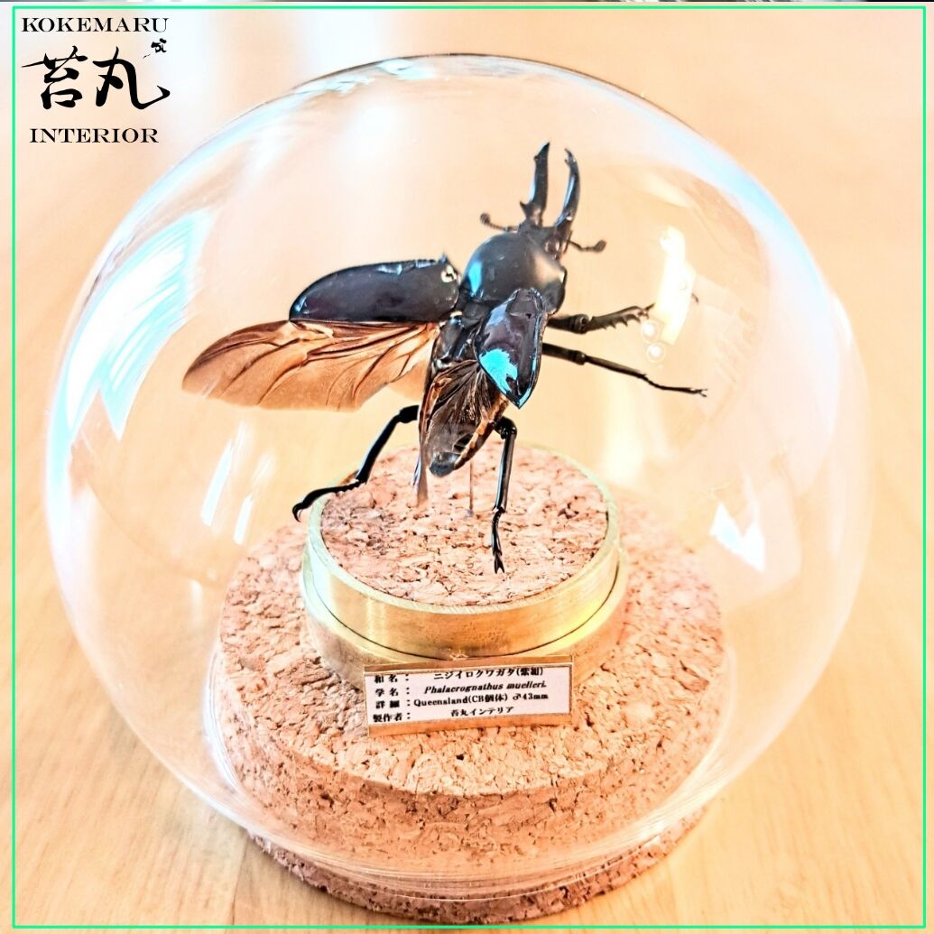 ★昆虫標本 壁掛け 丸額 タランチュラ 蝶 クモ トンボ コガネムシ 甲虫 ☆蝶 タランチュラ 標本 額封入 壁掛け 丸額 昆虫標本 クモ