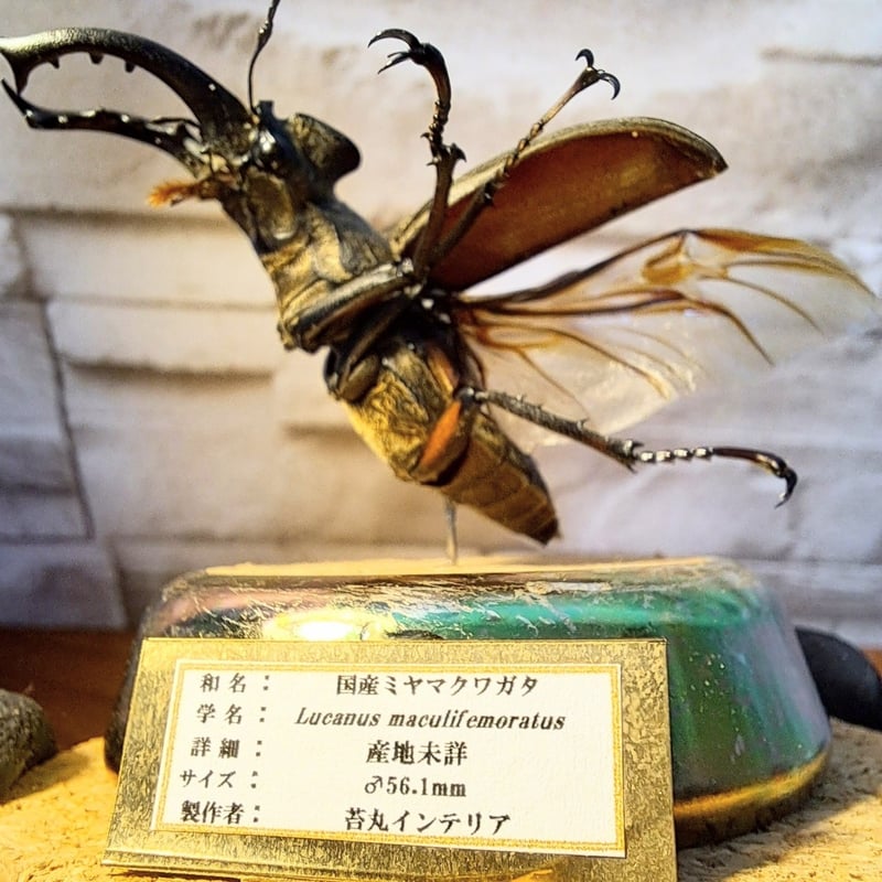 1点もの【昆虫標本】国産ミヤマクワガタ♂56.1mm飛翔仕上げ 1点もの【昆虫標本】国産ミヤマクワガタ♂56.1mm飛翔仕上げ