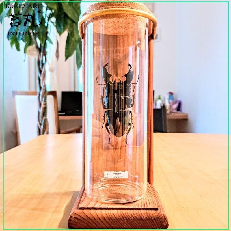 昆虫標本】スマトラオオヒラタ♂93mm(胸幅35.5mm)インテリア瓶