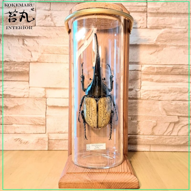 昆虫標本】ヘラクレスオオカブト(ヘラヘラ)♂140mmインテリア瓶(大