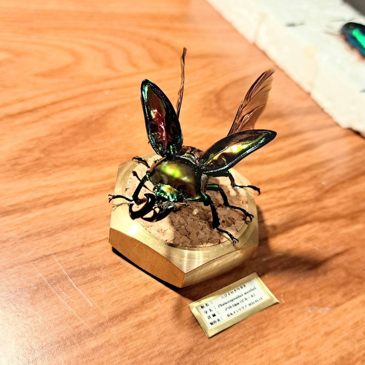 昆虫標本 ニジイロクワガタ メタリック調ライトフレーム(昆虫 昆虫標本 ニジイロクワガタ メタリック調ライトフレーム(昆虫