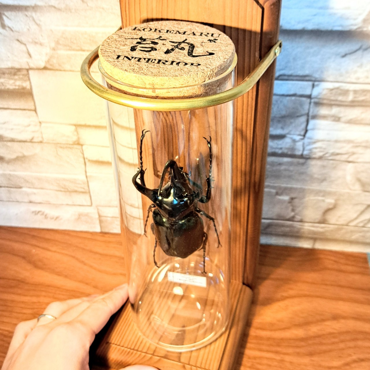 1点もの【昆虫標本】(レア品)コーカサスオオカブト♂単体99.5mmタイ産