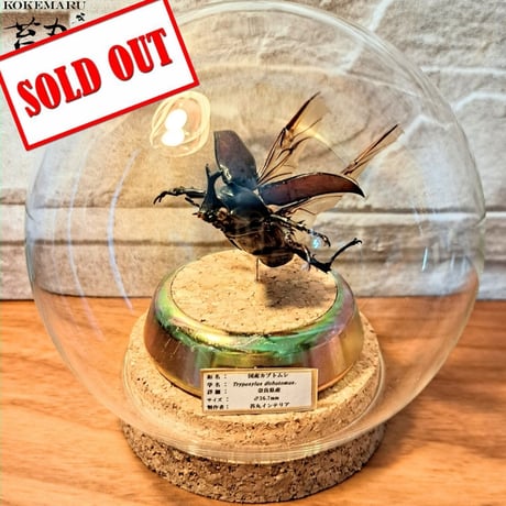 インテリア昆虫標本 | STORES