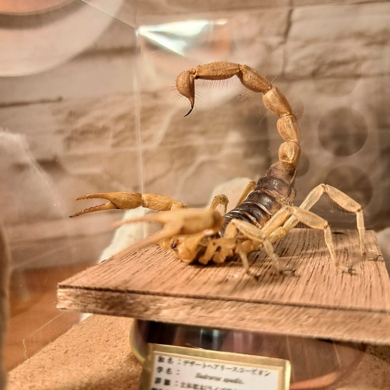 レア品【昆虫標本】デザートへアリースコーピオン 立体タイプ アクリル