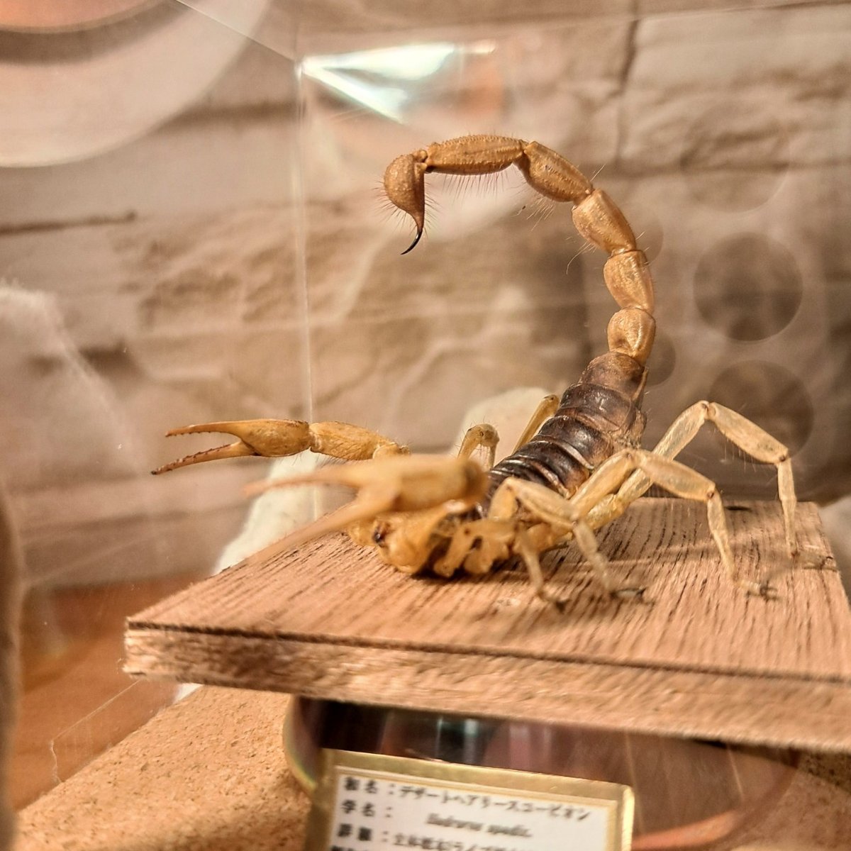 レア品【昆虫標本】デザートへアリースコーピオン 立体タイプ アクリル