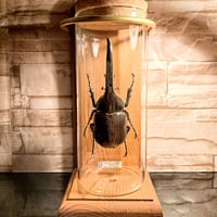 HYOHON『柱』L】ウガンデンシスオオツノカナブン61mm♂ ※旧型瓶使用