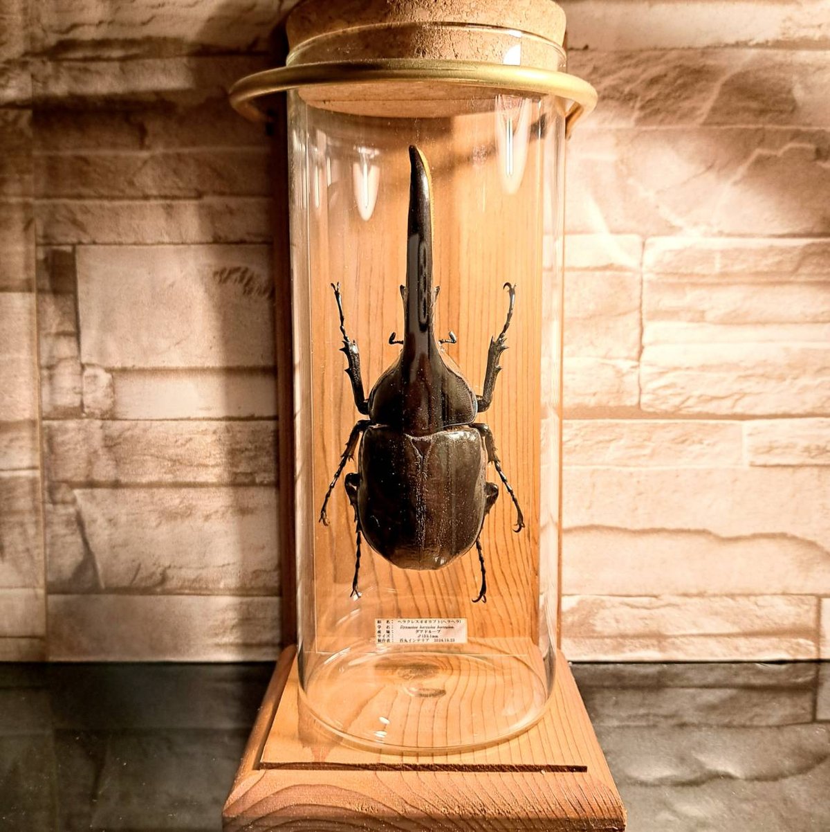 1点もの【レア昆虫標本】ヘラクレスオオカブト♂(漆黒ボディ)132.1mm