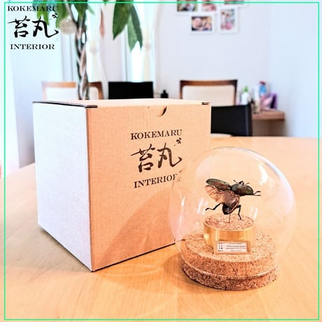 【昆虫標本】ニジイロクワガタ♀サイズフリー 飛翔型ガラスドーム展示(ミニサイズ)