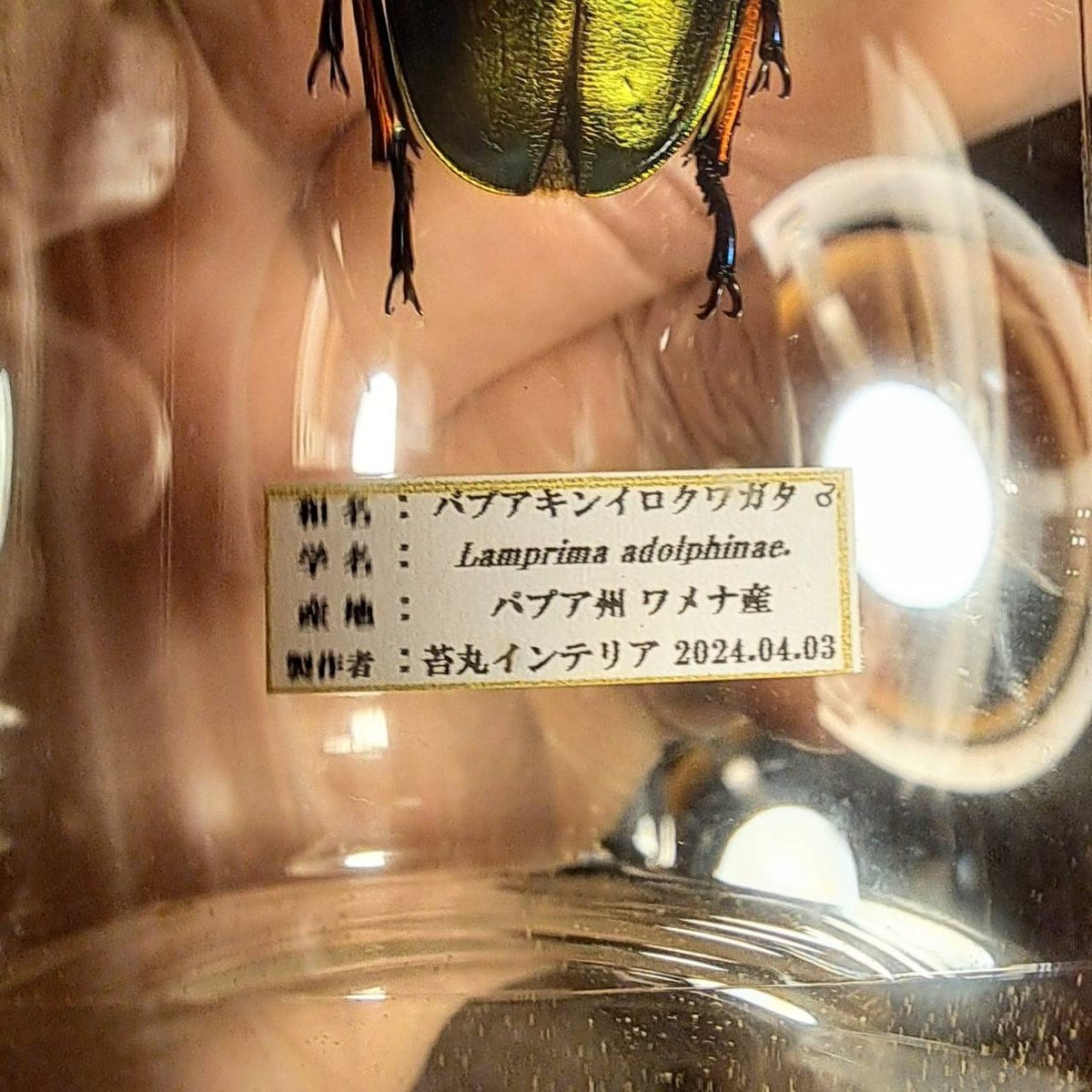 昆虫標本】パプアキンイロクワガタ♂ 小サイズインテリア標本瓶展示