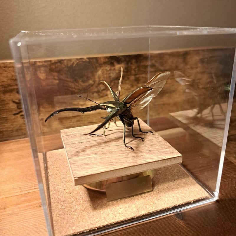 オプション選択可商品】＜定番＞メタリフェルホソアカクワガタ