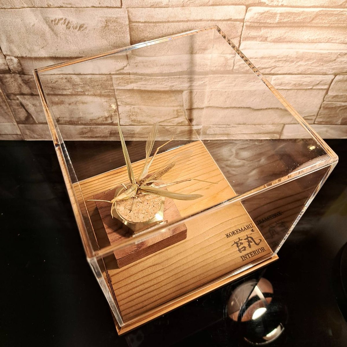 HYOHON『角』s15】国産バッタ飛翔標本 大型ショーケース展示 | 苔丸