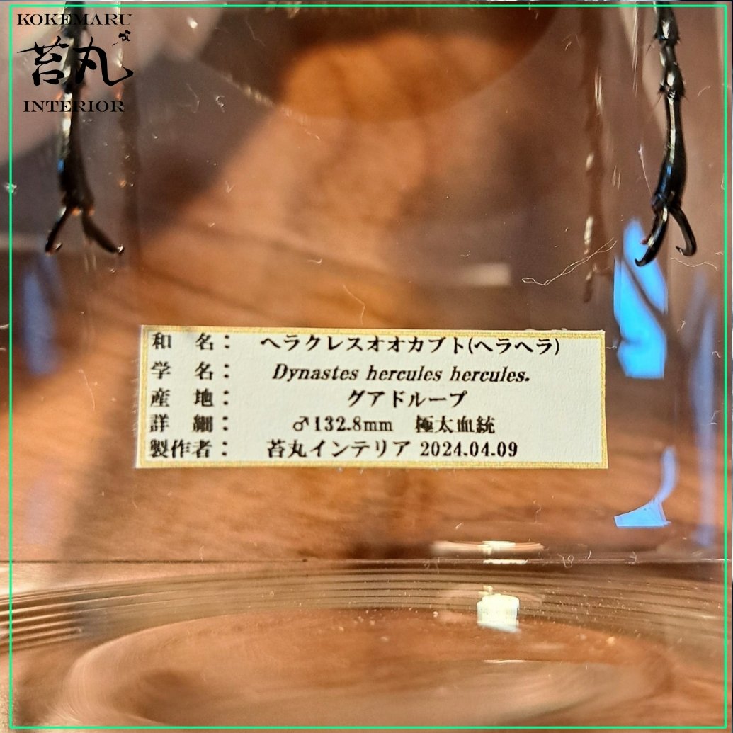 昆虫標本】ヘラクレスオオカブト♂(極太血統)132.8mm 学術型インテリア