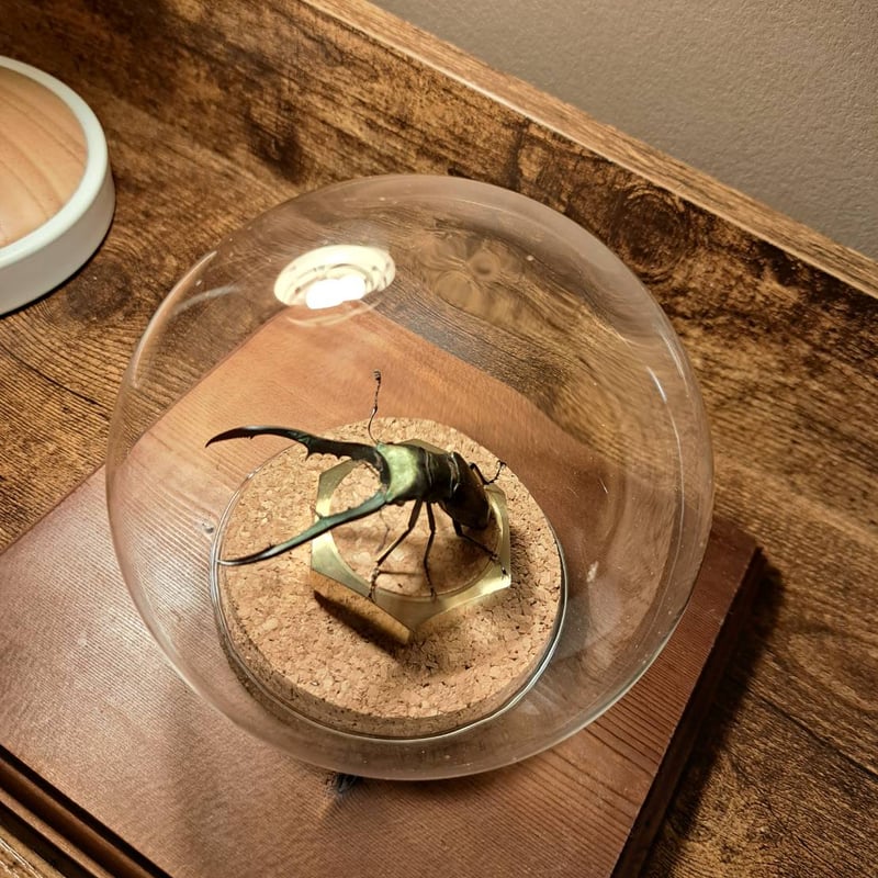 メタリフェル　大中小セット　標本 メタリフェル 大中小セット 標本 オプション選択可商品】＜定番