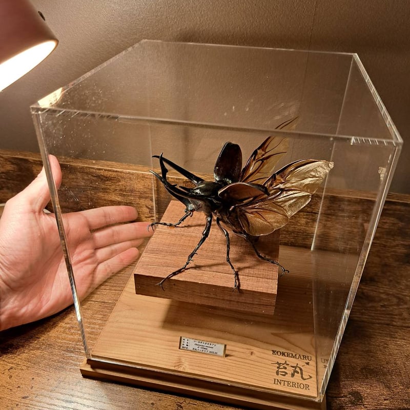 ※大型　マレーコ−カサス　♂野外標本 大型マレーコーカサス標本 大型マレーコーカサスオオカブト標本