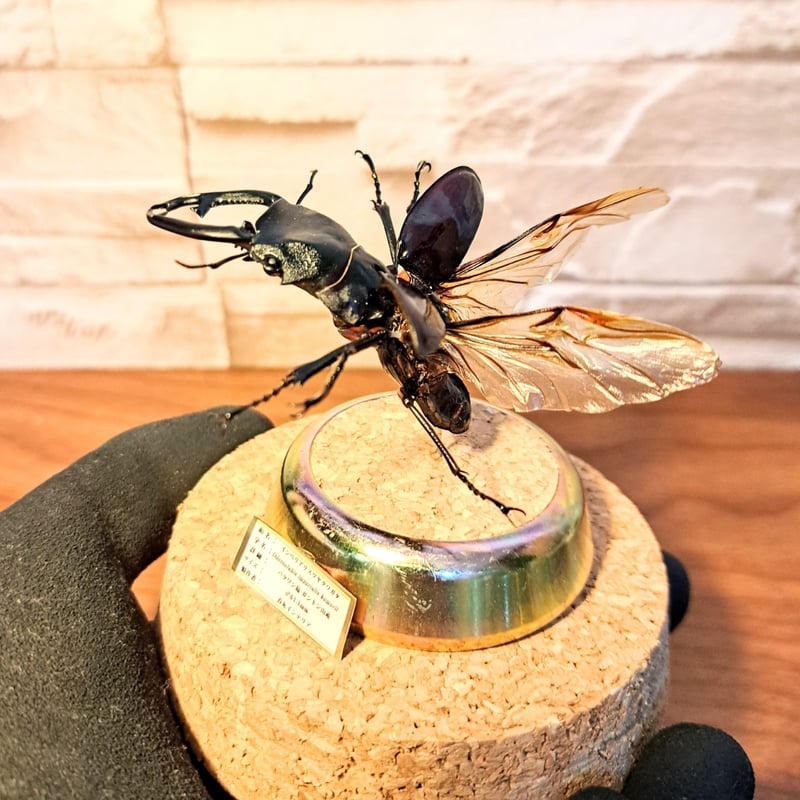 特大インペリアリスツヤクワガタ標本 1点もの【昆虫標本】インペリアリスツヤクワガタ♂61.1mm飛翔