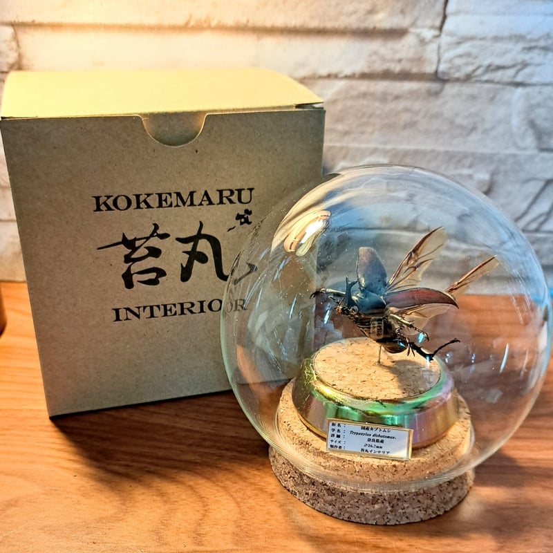 1点もの【昆虫標本】国産カブトムシ(超ミニサイズ)♂36.7mm飛翔仕上げ