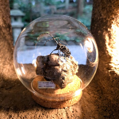 苔丸インテリア(公式ネットショップ)