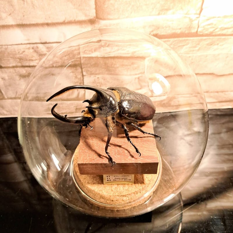 ※大型　ネプチュ−ンオオカブト　♂野外標本 大型ネプチューンオオカブト標本 昆虫用品