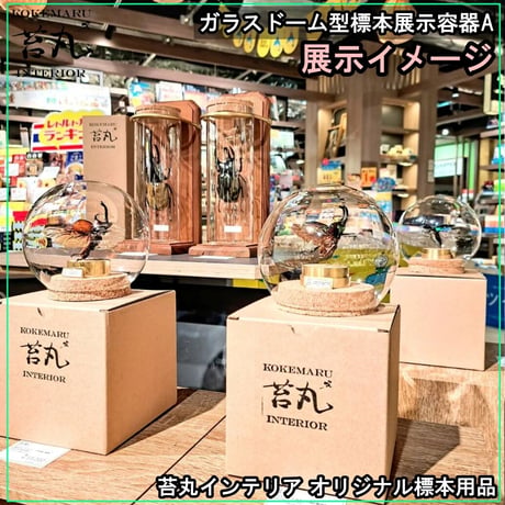 【ガラスドーム型展示ケース(Ｍ)】直径12㎝ 針刺しコルク台座付き