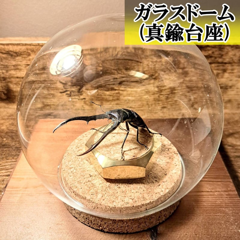 オプション選択可商品】＜定番＞メタリフェルホソアカクワガタ