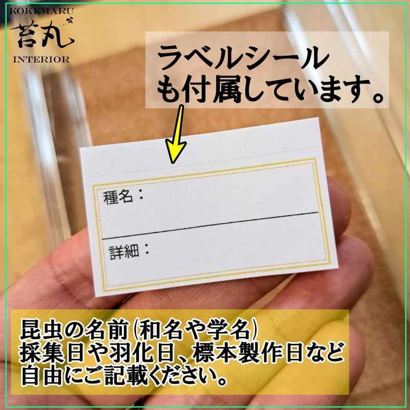 標本ケース】自由に飾る昆虫標本ディスプレイ｜どこでも刺せる背面板