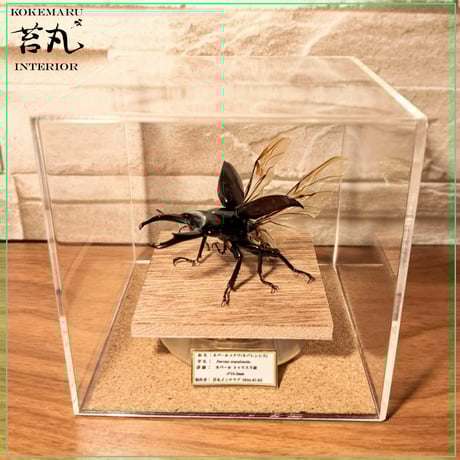 【本物】タラバガニ　標本 木製フレーム入り 大きめ 本物】タラバガニ 標本 木製フレーム入り 大きめ