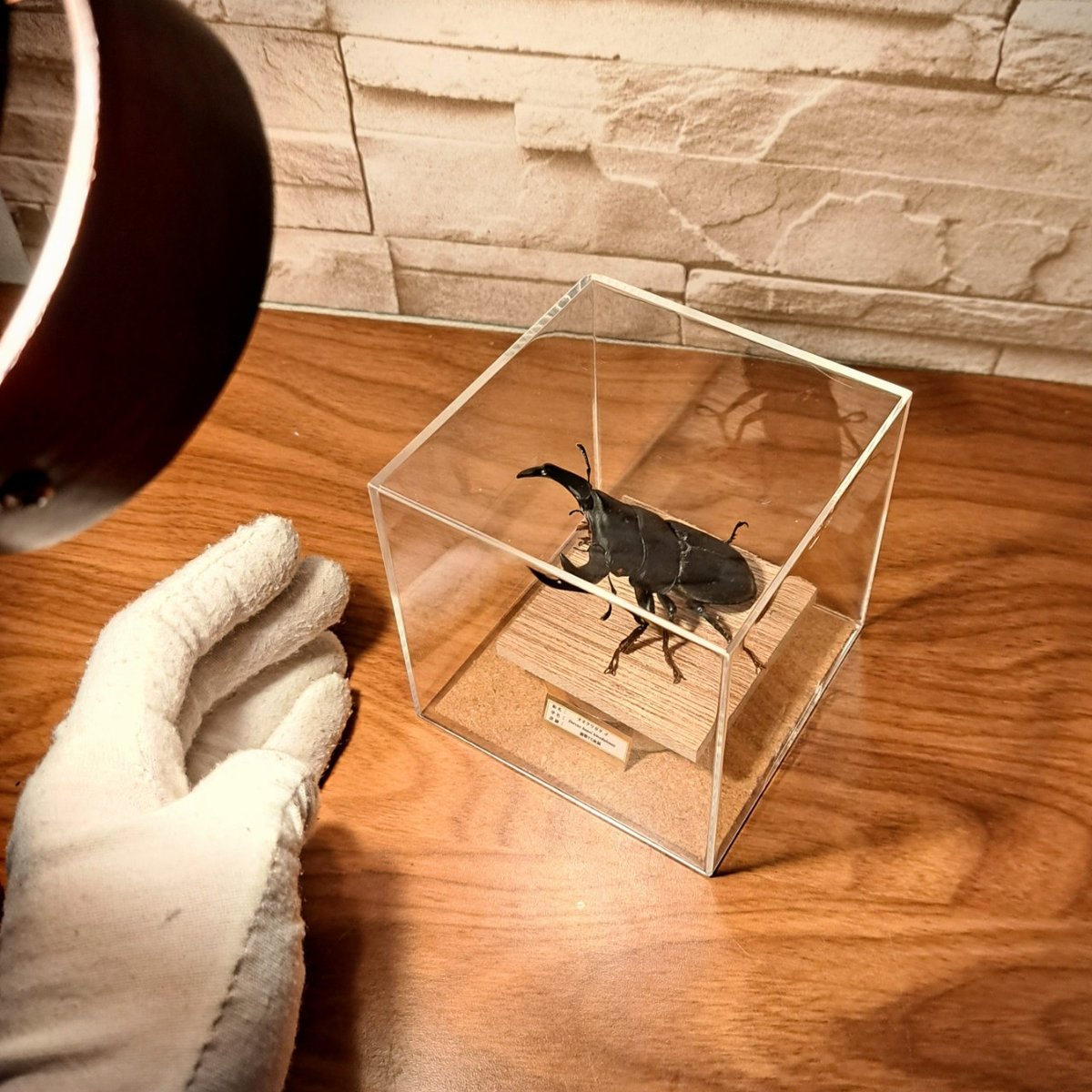 昆虫標本】オオクワガタ(能勢YG)♂ 立体標本 キューブケース展示 昆虫標本】オオクワガタ(能勢YG)♂ 立体標本 キューブケース展示