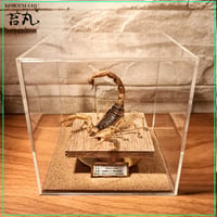 レア品【昆虫標本】デザートへアリースコーピオン 立体タイプ アクリルケース展示