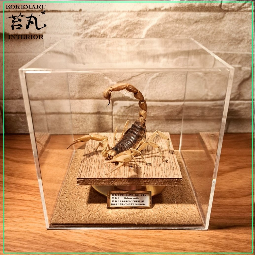 レア品【昆虫標本】デザートへアリースコーピオン 立体タイプ アクリル