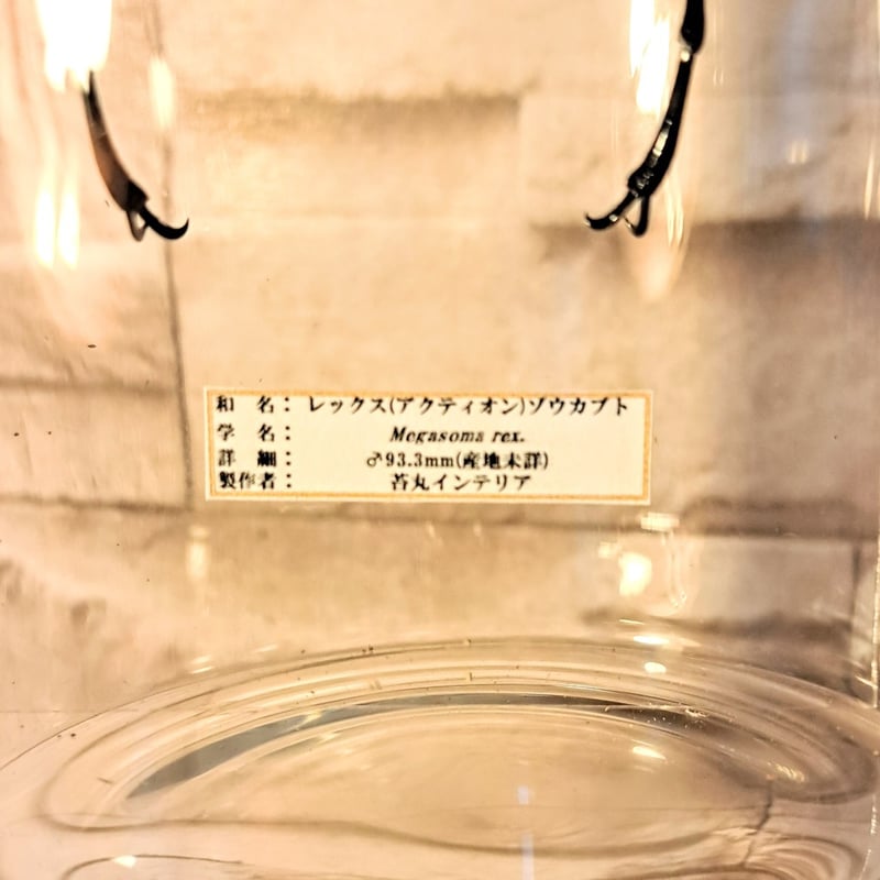 1点もの【昆虫標本】レックスゾウカブト♂93.3mm 学術型