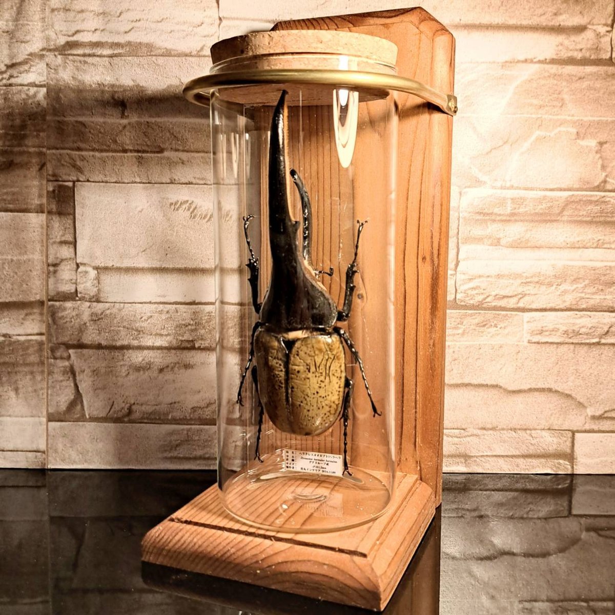 ※ヘラヘラ購入野外標本(♂ドイツ産ケルブス他２点） みち標本屋 (@insect_project) / X