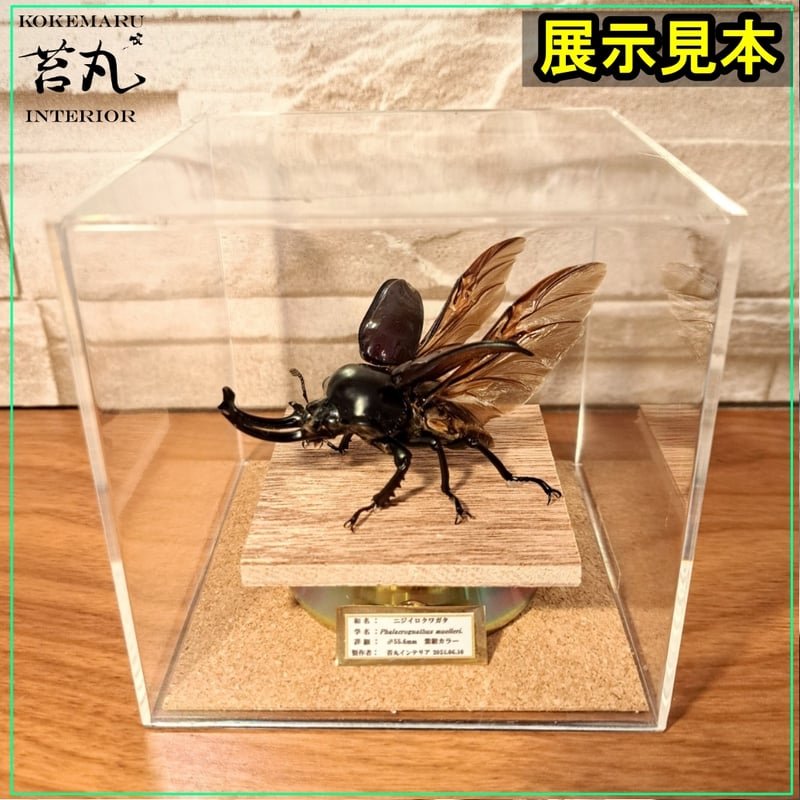 ハチ 標本 透明ケース入り ハチ 標本 透明ケース入り