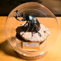 【HYOHON-球(kyu)-現景】ニジイロクワガタ♂(グリーンピカール)-Phalacrognathus muelleri-