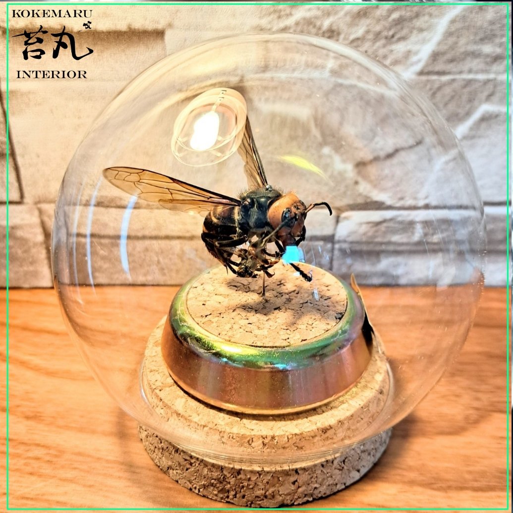 昆虫標本】オオスズメバチ♀ミツバチ捕獲瞬間飛翔仕上げ ガラスドーム