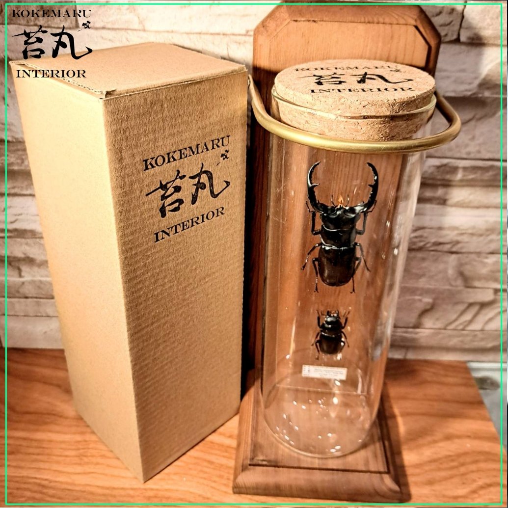 【野外個体標本】ウエストウッディオオシカクワガタ　亜種カズミアエ　約66mm Rhaetus westwoodi westwoodi ウエストウッディ原名亜種 INDIA