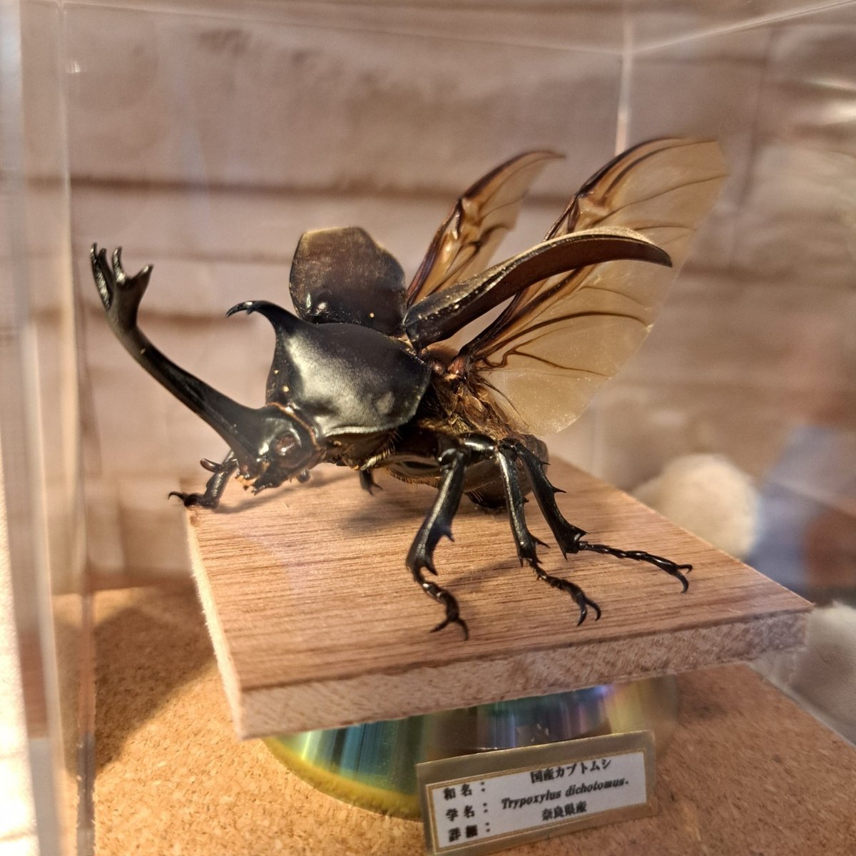 ケムンパス出品 立体標本3点 立体標本 カブトムシ【※必ず商品説明をお読みください】