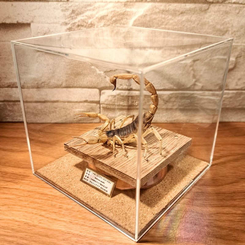 レア品【昆虫標本】デザートへアリースコーピオン 立体タイプ アクリル