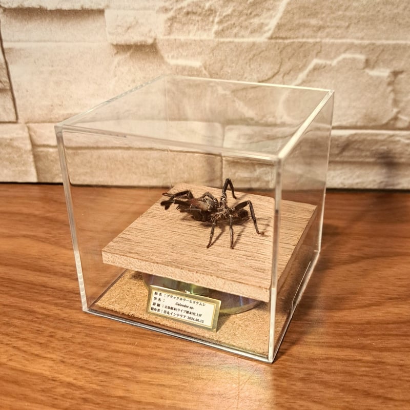 昆虫標本 奇蟲】ブラックキラーヒヨケムシ 立体標本 キューブケース