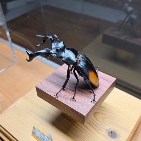 苔丸インテリア(公式ネットショップ)