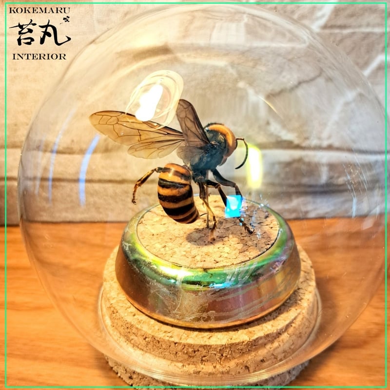 昆虫標本】オオスズメバチ♀威嚇飛翔仕上げ ガラスドーム展示(ミニ