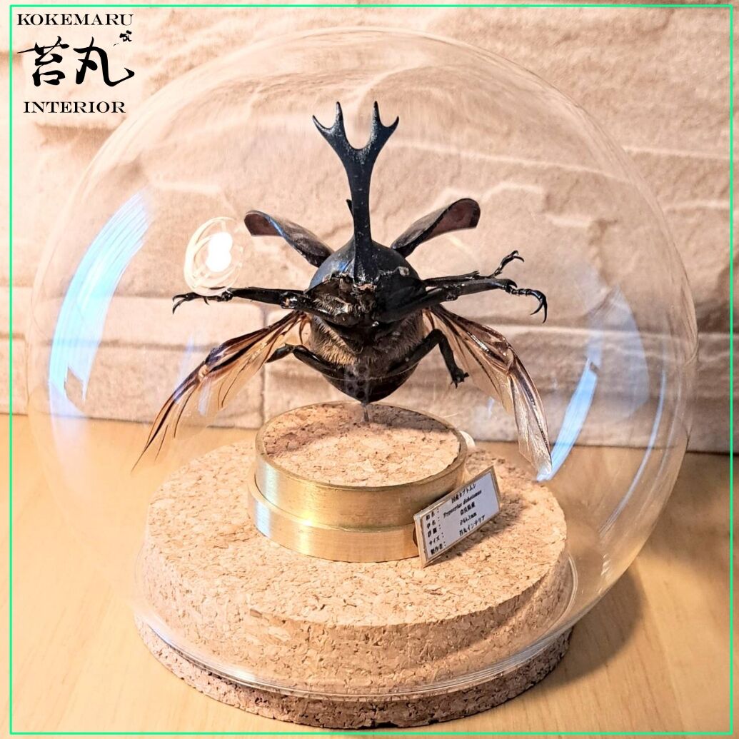 昆虫標本 昆虫標本】国産カブトムシ♂64.1mm飛翔型ガラスドーム展示 | 苔