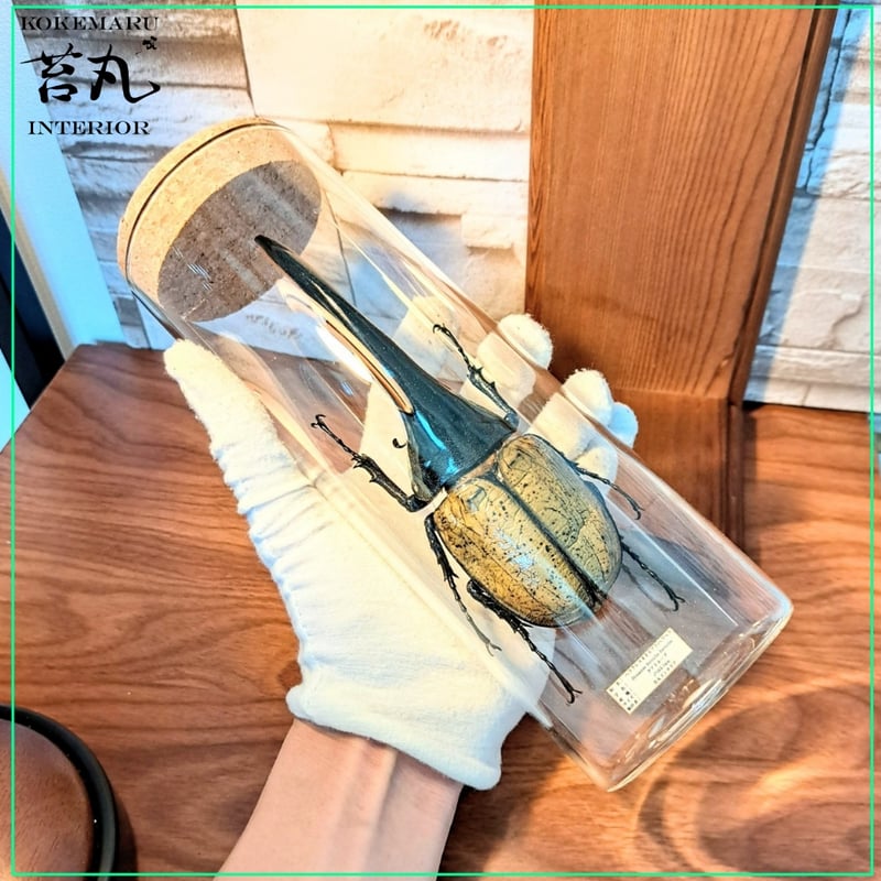 ラグジュアリー【昆虫標本】特大サイズヘラクレスオオカブト163.7mm