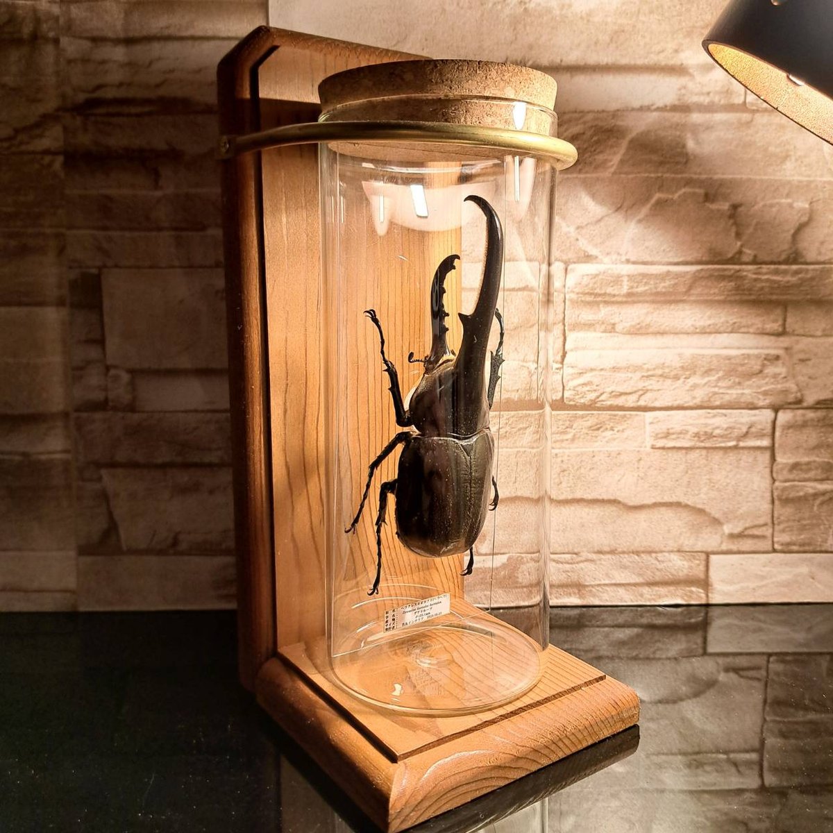 1点もの【レア昆虫標本】ヘラクレスオオカブト♂(漆黒ボディ)132.1mm