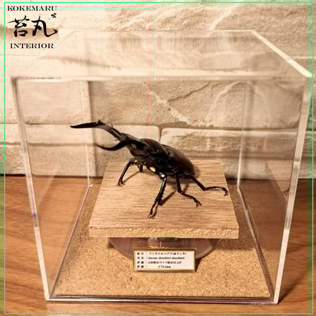 特大エレファスゾウカブト標本 特大エレファスゾウカブト標本