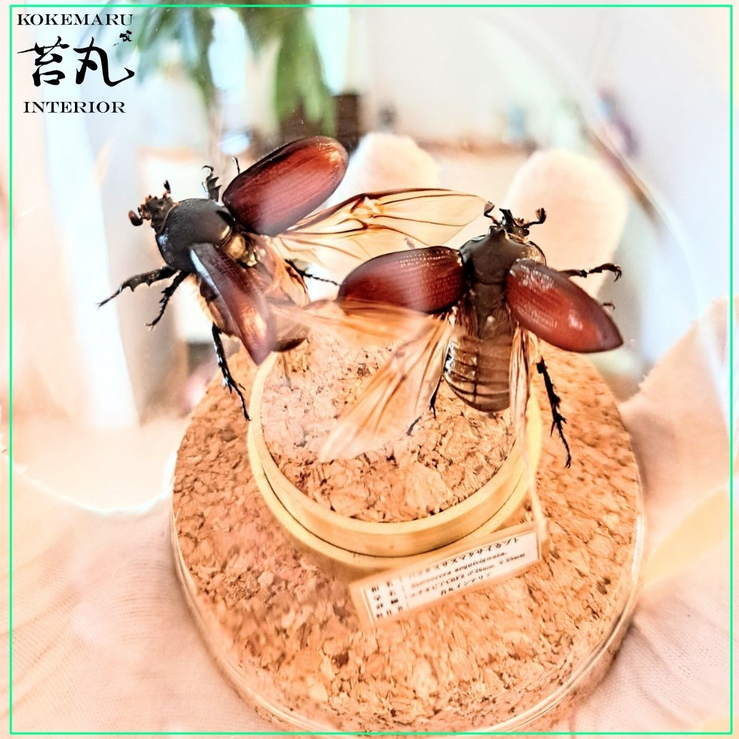 【昆虫標本】バラタスサスマタサイカブト♂♀ガラス球容器展示 ♀25 ♂26 fit=scale-down,w=1200